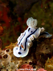 Nice nudibranch in Puerto Galera by John Paul Avila 